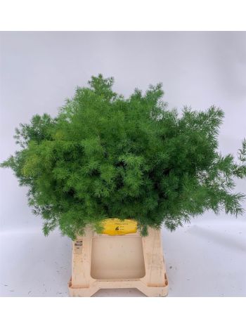 ASP UMBELLATUS 60CM