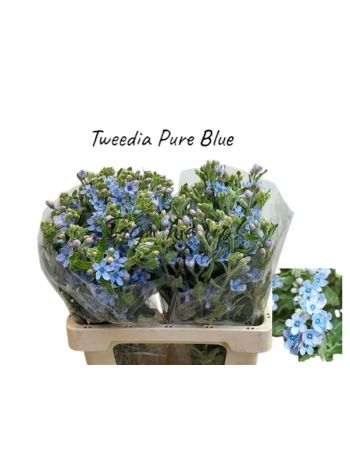 OXYPETAL TAN PUR BLU