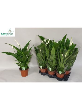 SPATH VERDI