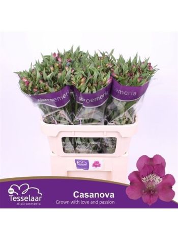 ALSTR CASANOVA