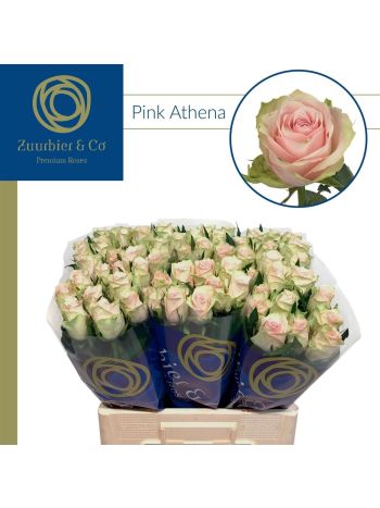 R GR! PINK ATHENA 60CM