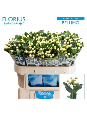 HYP COCO BELLIMO 70CM