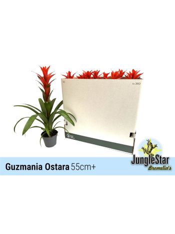 GUZM OSTARA