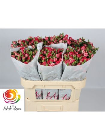 R TR FIREWORKS 70CM