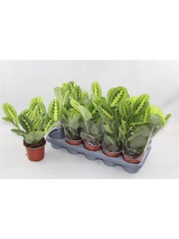 MARANTA LEMON