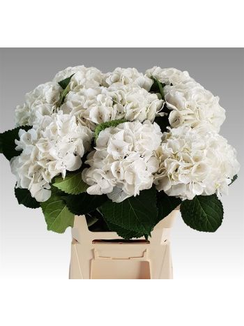 HYDR M SCHNEEBALL 60CM