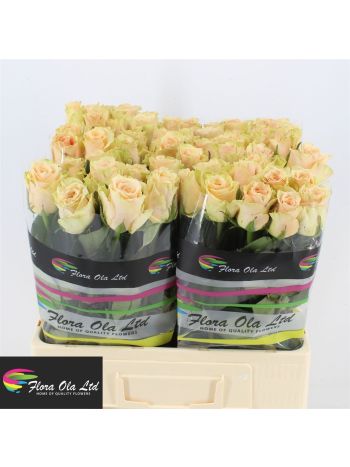 R GR PRIMAVERA 60CM