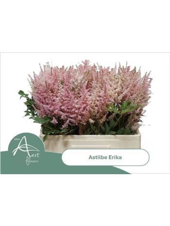 ASTIL AR ERIKA