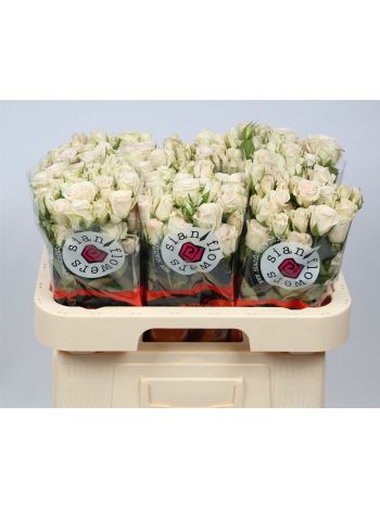 R TR ROYAL PORCELINA 60CM