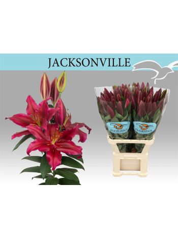 LI OR JACKSONVILLE