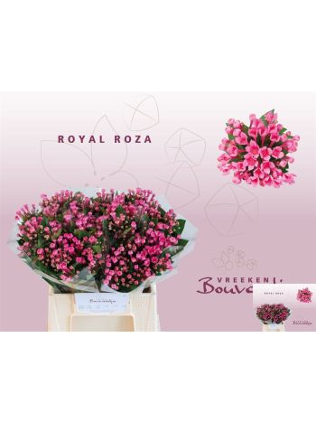 BOU EN ROY ROZA