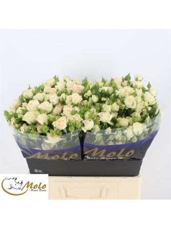 R TR ROSANELLA 60CM
