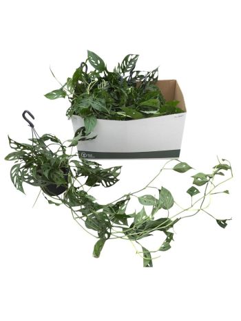 MONSTERA ADANSONII AKASZT&Oacute;S