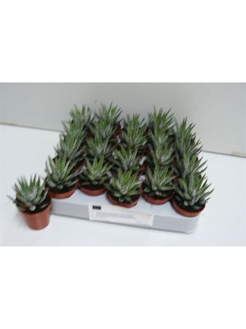 HAWORTHIA BIG BAND