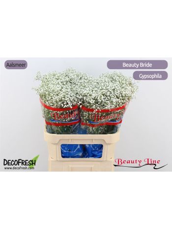GYPS PA BEAUTY BRIDE