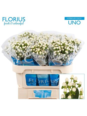 HYP COCO UNO 70CM