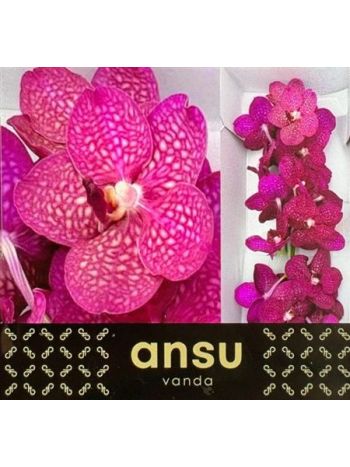 VANDA S MAG FUCHSIA