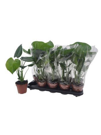 MONSTERA DELICIOSA
