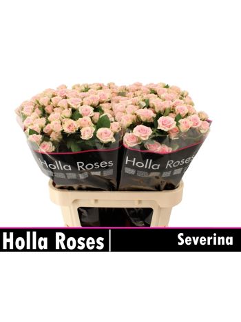R TR SEVERINA 70CM