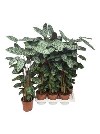 CTENANTHE COMPACTSTA AKCIO