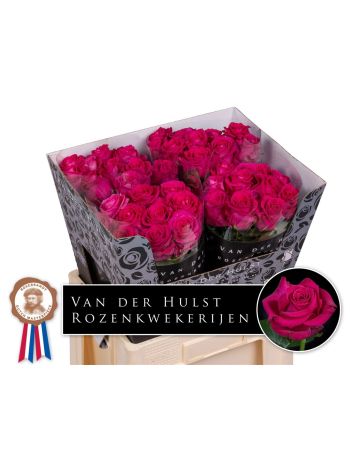 R GR XOCH! 60CM
