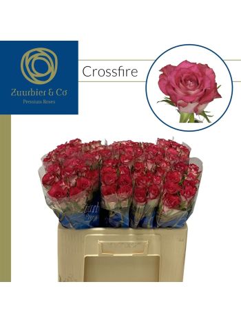 R GR! CROSSFIRE 50CM