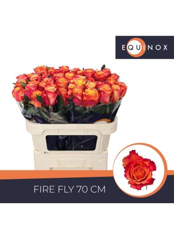 R GR FIRE FLY 70CM