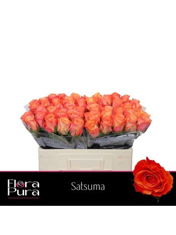 R GR5 SATSUMA