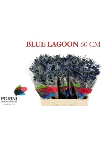 ERYN MAG BLUE LAGOON
