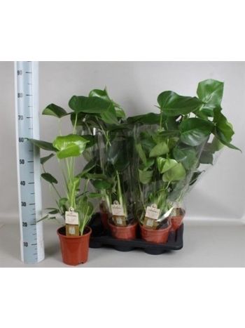 MONSTERA DELICIOSA