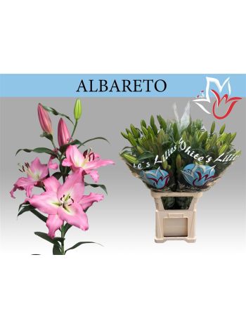 LI OT ALBARETO