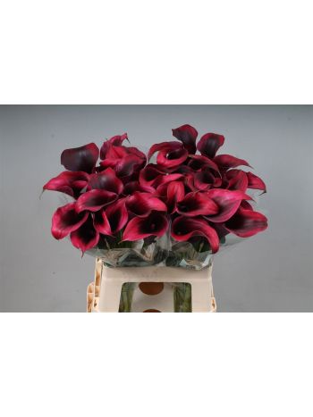 ZANT RUDOLPH 60CM