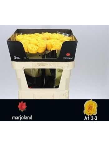 R GR PALMARES! 70CM
