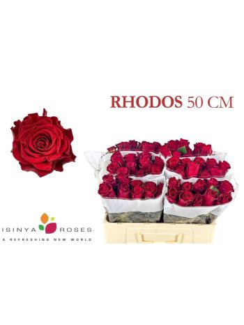 R GR5  R. RHODOS