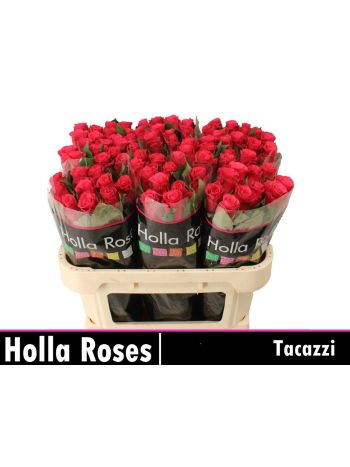 R GR TACAZZI+ 70CM