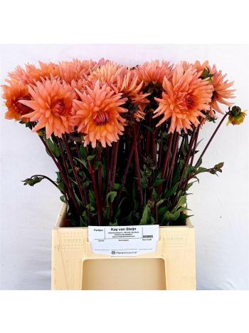 DAHL OV - ORANGE/PEACH