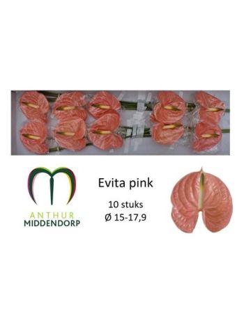 ANTH A EVITA PINK *10