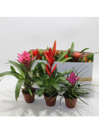 BROMELIA GEM