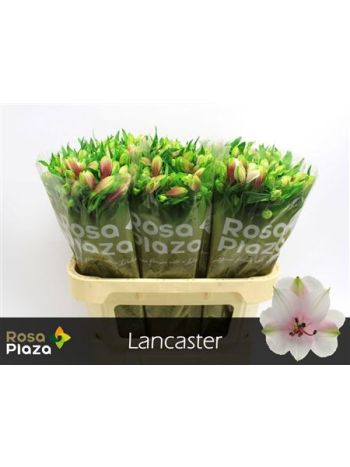 ALSTR LANCASTER