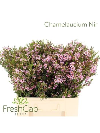 CHAME UN EARLY NIR 60CM