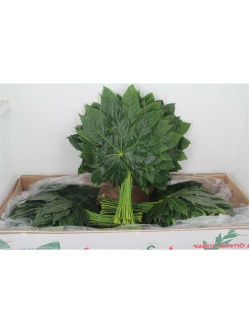 ZO ARALIA MID