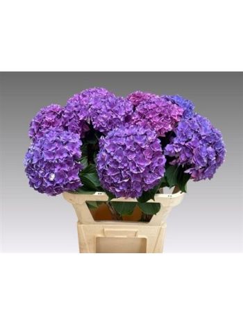 HYDR M ROY KISS 80CM
