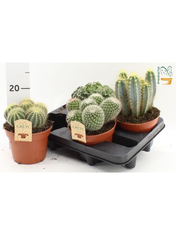CACTUS GEM *4