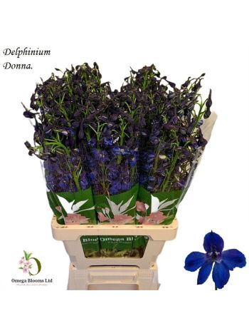 DELPH EN DONNA 70CM