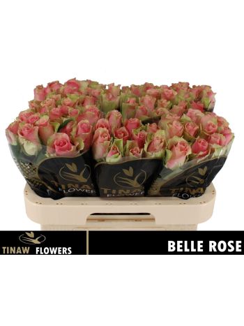R GR BELLE ROSE 60CM