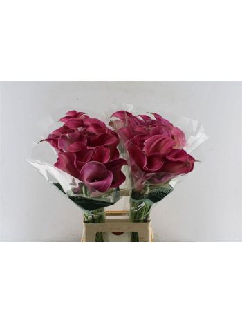 ZANT CAPT ROMANCE 70CM