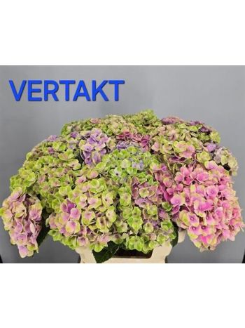 HYDR M MAG AMETHYST 80CM