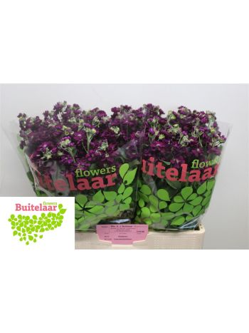 MATTH AIDA PURPLE