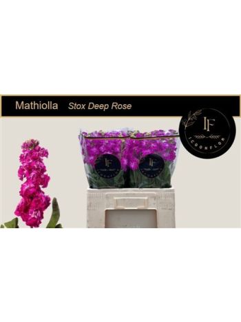 MATTH STOX DEEP ROSE