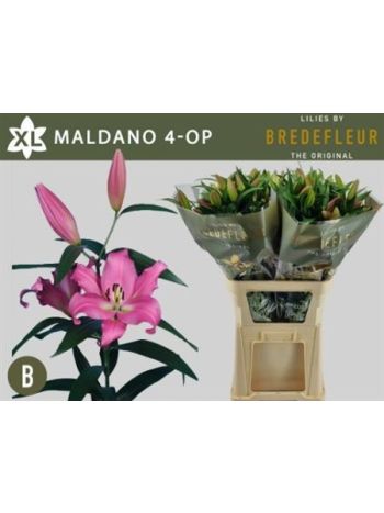 LI OT MALDANO